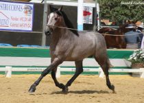 W BANDOLERO DE RAMOS, DE Y. SR4, BRONCE Y MEJORES MOVIMIENTOS EN POTROS DE DOS A